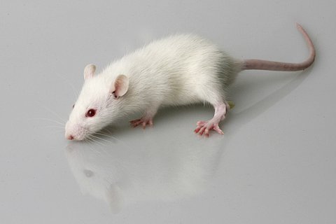 Maus weiß/braun