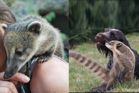 Nasenbär