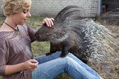 Stachelschwein I