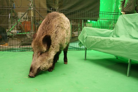 Wildschwein