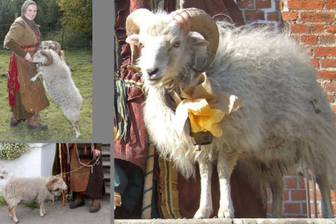 Zwergschaf
