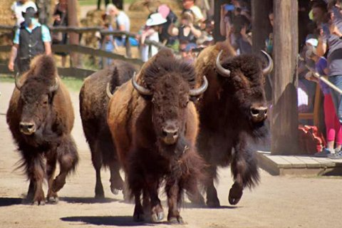 Bison