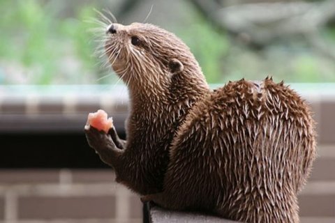 Fischotter