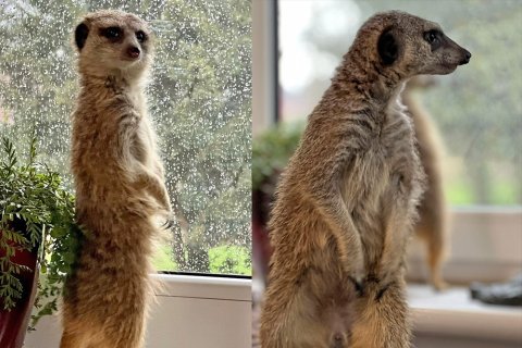 Erdmännchen