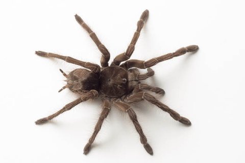 Vogelspinne Goliath