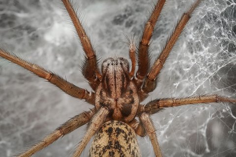 eine winkelspinne als filmspinne