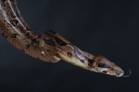 Boa constrictor als Filmtier