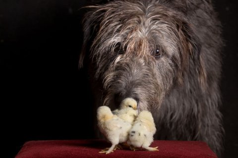 irischer Wolfshund als Filmhund