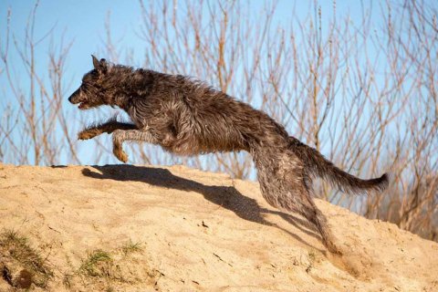 irischer Wolfshund als Filmhund