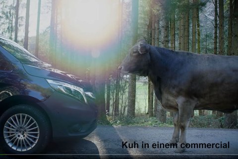 Kuh