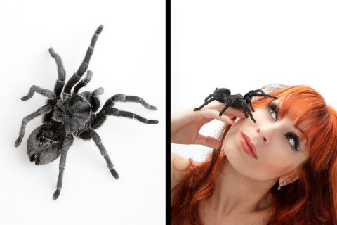 Vogelspinne Katharina