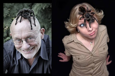 Spinne Louisa