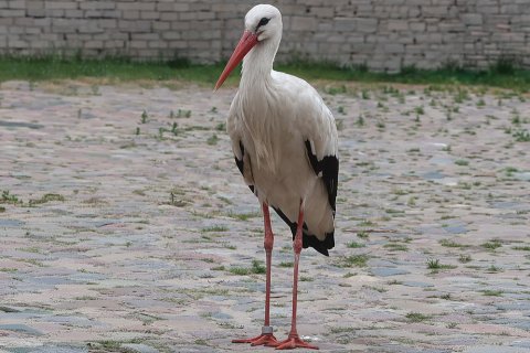 Storch