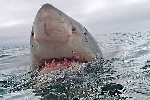 Wildlife