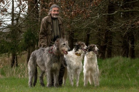 windhunde als filmhunde