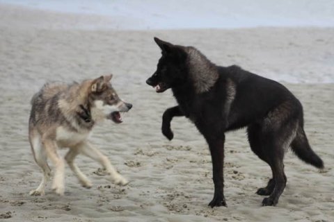 Wolf grau+schwarz
