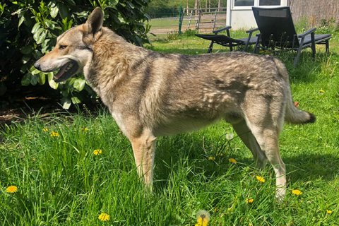 Wolf