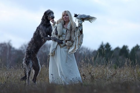 irischer Wolfshund als Filmhund