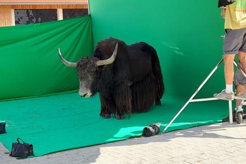 Yak