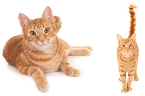 12 trainierte Filmkatzen