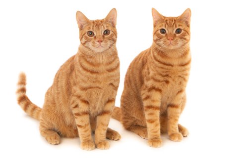 12 trainierte Filmkatzen