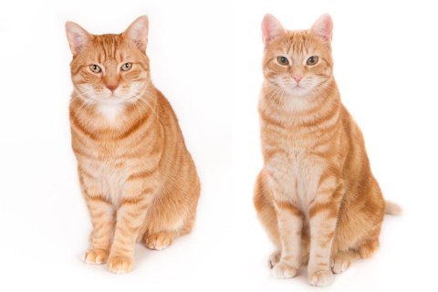 12 trainierte Filmkatzen