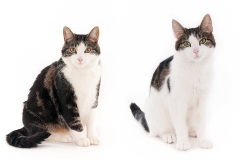 12 trainierte Filmkatzen