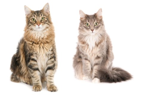 12 trainierte Filmkatzen