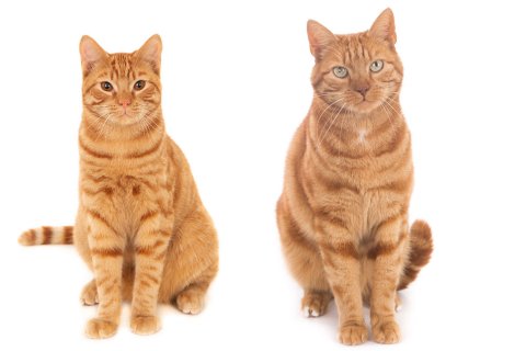 12 trainierte Filmkatzen