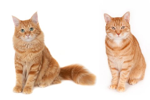 12 trainierte Filmkatzen