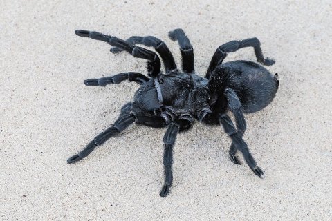 filmspinne katharina aus der filmtierzentrale