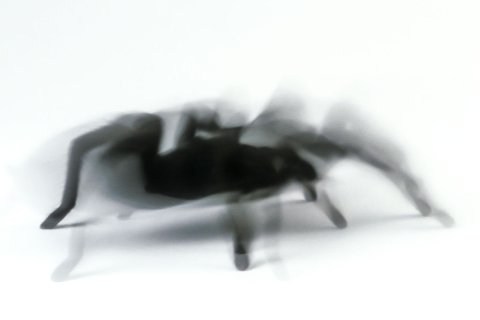 filmspinne katharina aus der filmtierzentrale