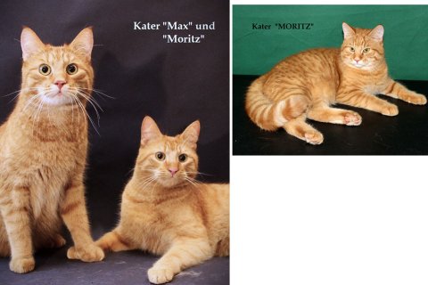 Filmkatzen / 2 Double Filmkatzen / 2 Double