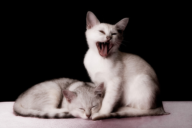 Jungkatzen Viele Projekte lassen sich am besten mit Katzen im Alter von 5-9 Monaten arbeiten. Diese Tiere haben wir nicht auf diesen Sedcards. Bitte fragen Sie an.