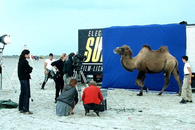 Kamele, Standort bei Köln, transportfähig. In der Filmtierzentrale stehen mehrere Tiertrainer mit Kamelen und Dromedaren zur Verfügung.

Referenzen: Musikvideos, Fernsehshows, Fotoshootings, Events mit Tieren, orientalische Events