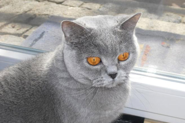 Karthäuser Katzen

Referenzen: Werbespots, Werbefotos für Tiernahrung