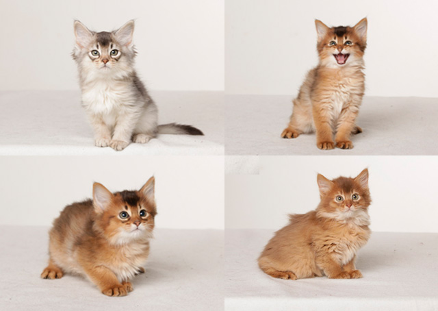 Kitten / Babykatzen Hier Beispielbilder aus einem Kittencasting. Babykatzen und Hundewelpen werden für größere Produktionen jeweils neu gecastet.