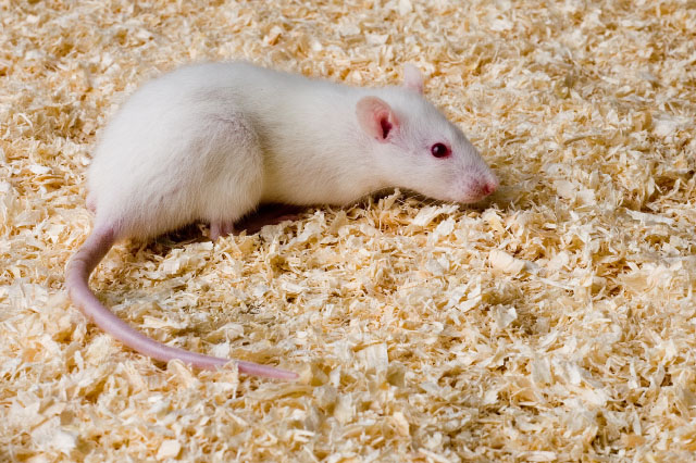 Laborratte, Albinoratte