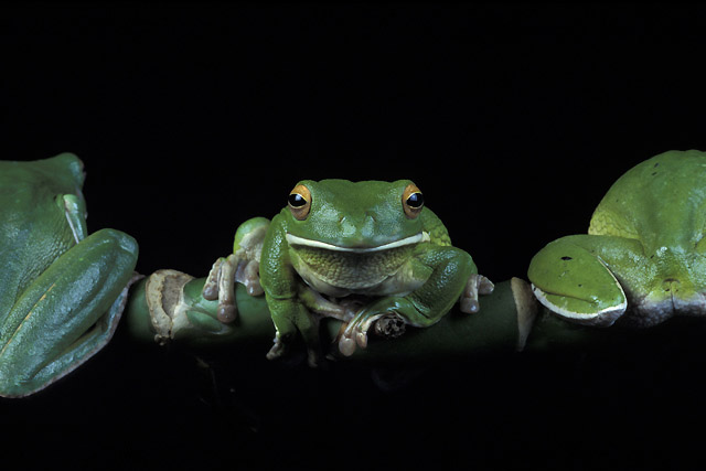 Riesenlaubfrosch Hubert

Profil: Mehr oder weniger sprunghaft oder sesshaft, je nach Anforderung der Rolle.

Referenzen: Meist spielt er die Rolle des geküßten Frosches, z.B. in Werbespots für Siemens, Ravensburger, ZDF-Trailer, außerdem diverse Print-Werbungen