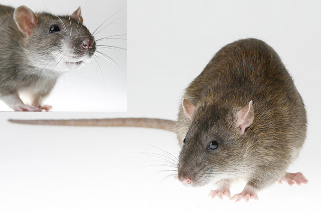 Ratten setzen wir häufig für Krimis und Serienproduktionen ein. Meistens werden zahme naturfarbene Ratten trainiert, die dann die typische Wildratte verkörpern. Im Fernsehfilm 