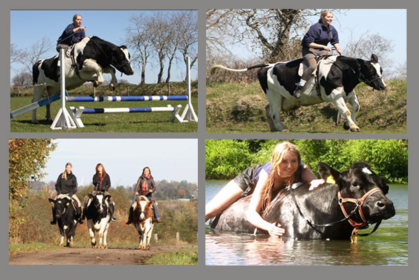 Schwarzbunte Kühe, Rotbunte Kühe, Reitkuh Biene / Zora / Rübe.

Profil: reitbar, zieht Kutsche, geht ins Wasser, springt über Hürden u.a. 

Referenzen: NDR Trailer: 