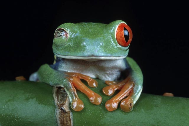 Der Rotaugenfrosch Fröschli sprang bereits in mehreren Werbespots und Werbefotos durch das Bild.

Referenzen: Lotto, Fluimucil, Esso, Daewoo u.a.