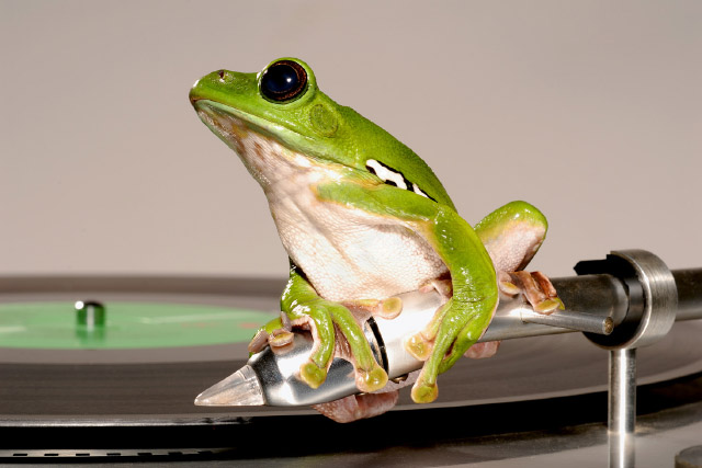 Je nach Aufgabenstellung können für Filmaufnahmen stillsitzende oder sprungfreudige Filmfrösche ausgewählt werden.

Referenzen: diverse Froschsprünge für Werbespots.