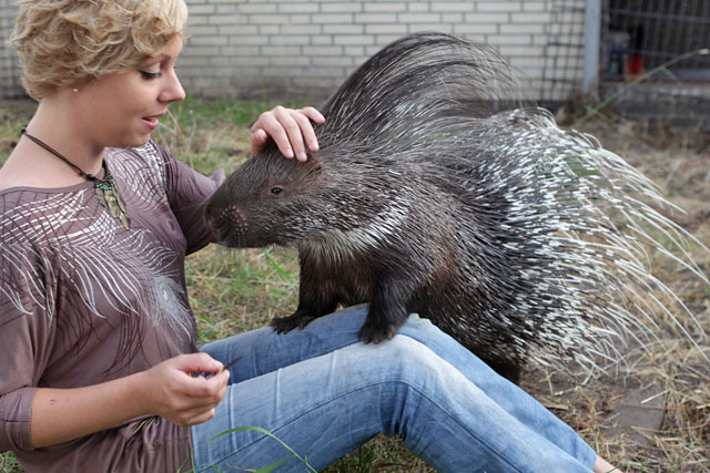 Die Stachelschweine sind handzahm und können in direktem Kontakt zu Schauspielern und Models eingesetzt werden. Standort bei Hamburg, transportfähig.