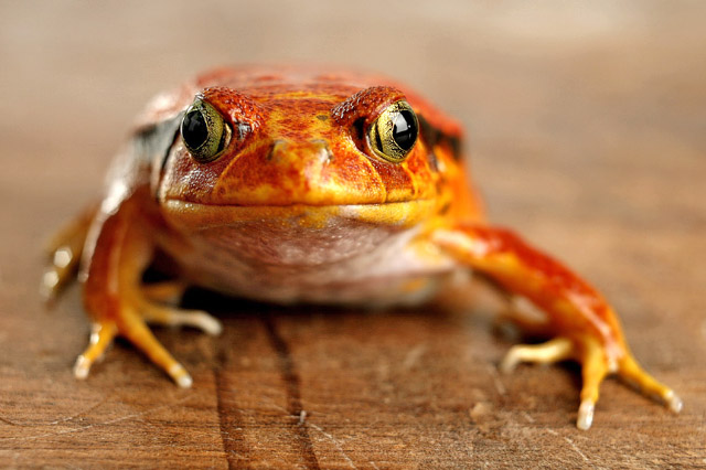 Es gibt Frösche in diversen Farben und Gestalten. Fragen Sie an, welche Tiere wo einsetzbar sind.