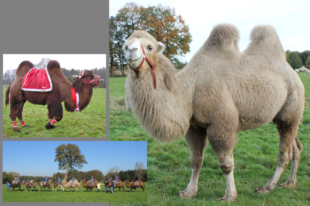 Kamel III Es stehen mehrere Trampeltiere zur Verfügung, Standort Hannover, transportfähig. Kamele mit zwei Höckern heißen Trampeltier.