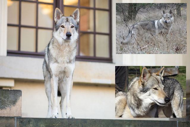Wolf 2 Wolfshunde bzw. Wölfe / Standort Berlin / Narog (Rüde) und Eyzah (Hündin) / Kommandos: Komm, Sitz, Platz, Liegen, Kopf runter, langsam laufen, schnell laufen, apportieren, springen, bellen...
diverse Fotoshootings, Hauptrolle in Fernsehproduktion