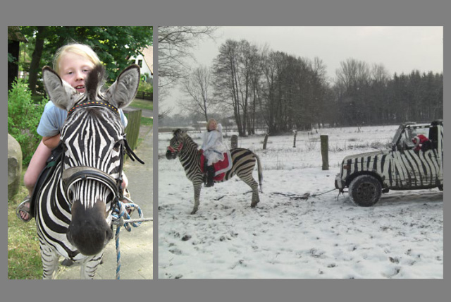 Es stehen mehrere Zebras zur Verfügung, Standort bei Hannover. Diese Tiere sind nicht an Transporte gewöhnt. Filmaufnahmen und Fotoproduktionen können nur vor Ort gemacht werden.