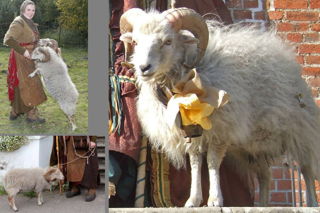 Diese Zwergschafe, Standort Hamburg, sind nur 20 Kg schwer. Der Einsatz als Filmschaf ist also unkomplizierter als bei Deichschafen.

Referenzen: Events, tiergestützte Therapien