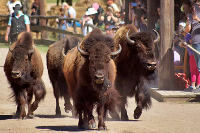 Bison Bison, Standort Frankfurt, zahm, leinenführig, transportabel, studiofest, diverse Tricks möglich, z.B. Bisonspringen, Einsatz von Pferden und Bisons möglich etc. Es stehen 5 Tiere zur Verfügung.
Referenz: TV-Show und diverse Events, Dreharbeiten.